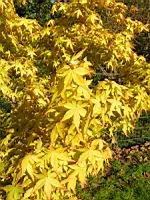 Acer palmatum cv Katsura (fam Aceracees) (Photo F. Mrugala) (3)